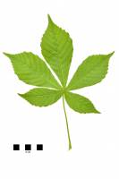 Marronnier d'Inde - feuille isolée sur fond blanc (Aesculus hippocastanum)